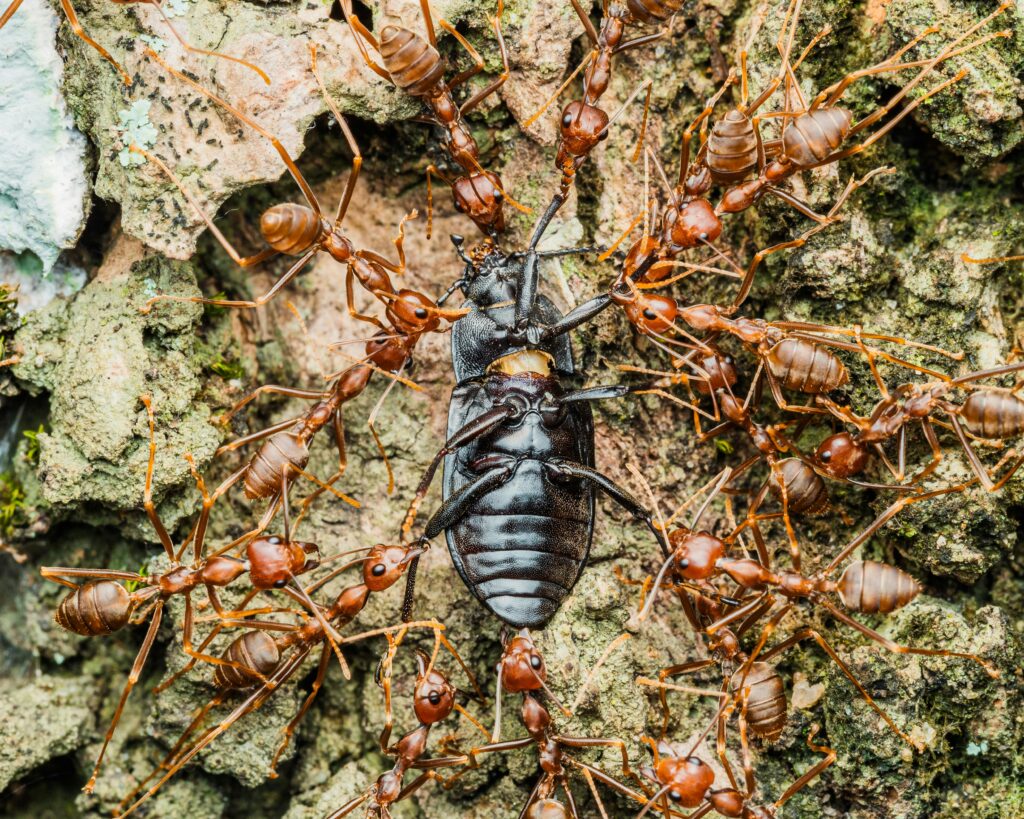 Ameisen fressen eine Scharbe
