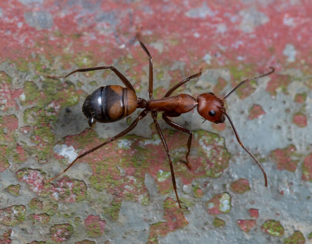 Camponotus barbaricus