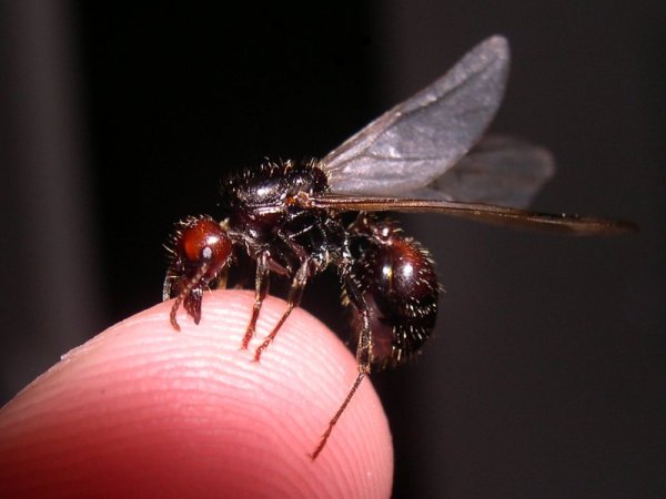 Messor barbarus Ameise Jungkönigin mit Flügel auf einer Fingerspitze