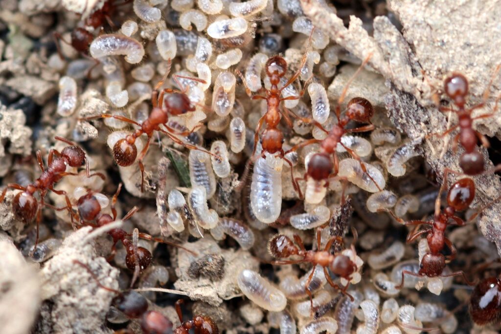 Myrmica rubra, Larven rote Ameisen im Gipsnest mit Larven