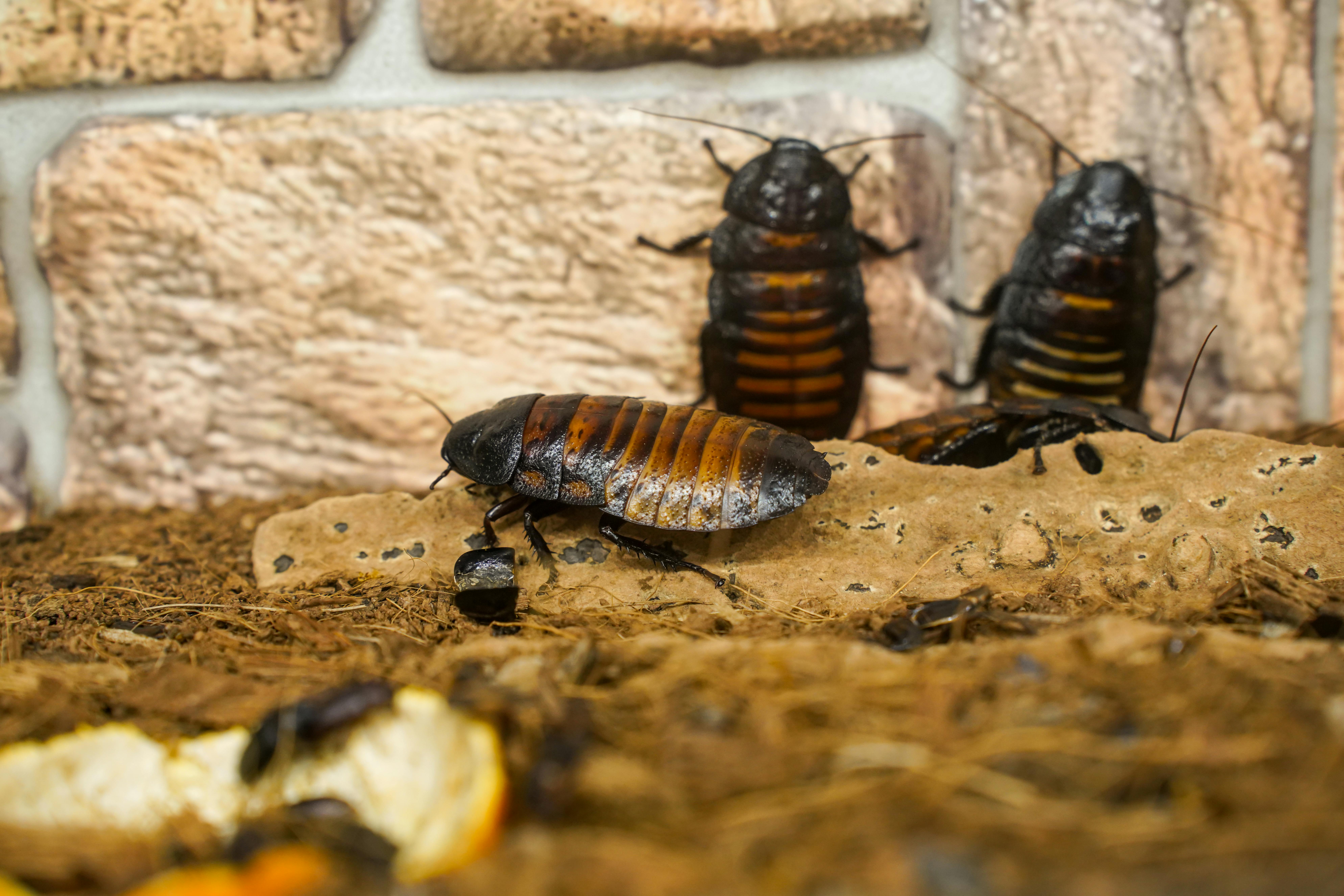 Scharben Terrarium_pexels schwarze Scharbe im Formicarium in Steinoptik