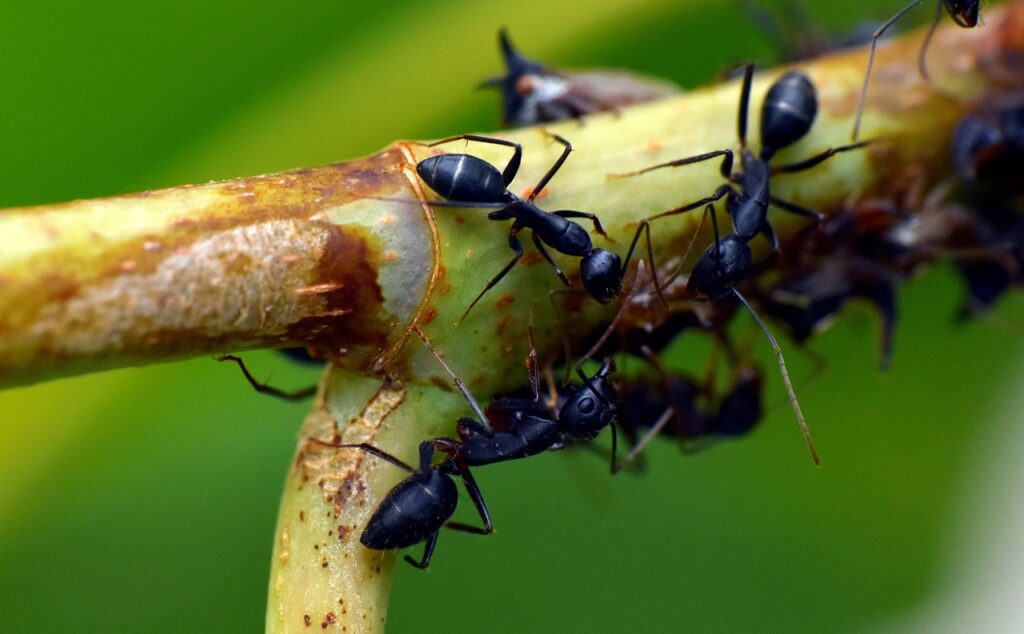 scharze Ameisen am Ast schwarze Ameise am Ast - Lasius niger